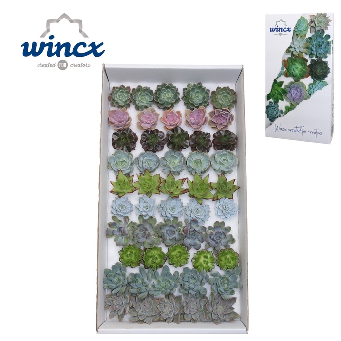 Echeveria Mix (wincx) Cutfl (10spc.) Wincx-5cm