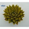 Echeveria Agavoides Paint Yellow Cutflower Wincx-8cm