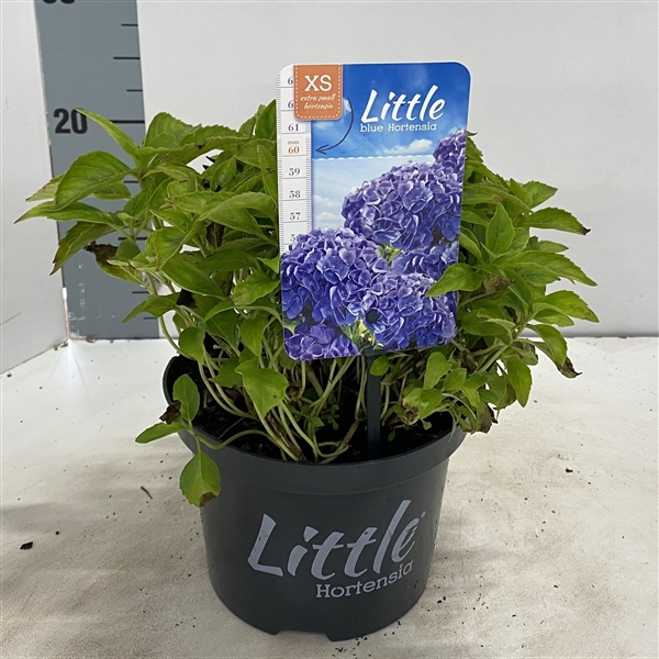 <h4>Hydrangea macr. 'Little Blue' ® (Little XS)</h4>
