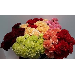 Dianthus St Mix P/Color Wh/Yel/Or/Red/Pink/Bicolor