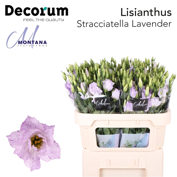 <h4>Lisianthus Stracciatella Lavender - Montana Lisianthus</h4>
