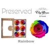 R PRESERVED RAINBOW RED