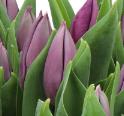 <h4>Tulipa sheaf purple x10</h4>