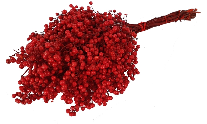 Pepperberries per bunch in poly Red
