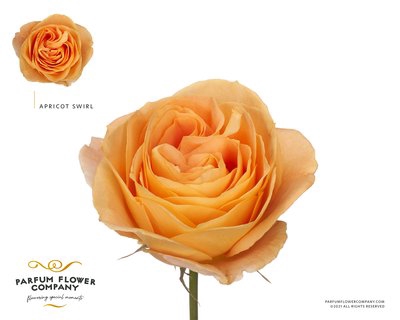 <h4>Rosa la garden apricot swirl</h4>
