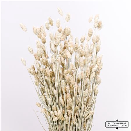 <h4>Dried Phalaris X5 Frosted White Bunch</h4>