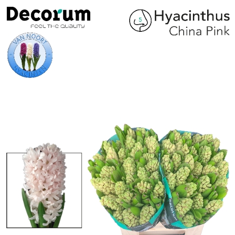 <h4>Hyacinthus china pink</h4>