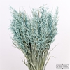 Dried Avena X5 Frosted Blue Bunch