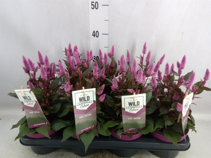 <h4>Celosia arg. SP 'Wild Pink'</h4>