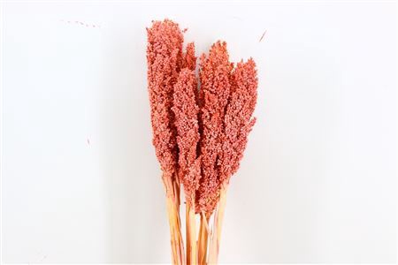 <h4>Dried Sorghum 6pc Nude Pink Bunch</h4>