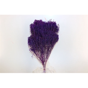 Dried Broom Bloom Violet Bunch Poly