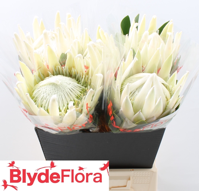 <h4>Protea Cynaroides Ayoba Arctic Ice</h4>