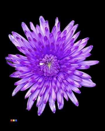 <h4>Chr G Topspin Lilac</h4>