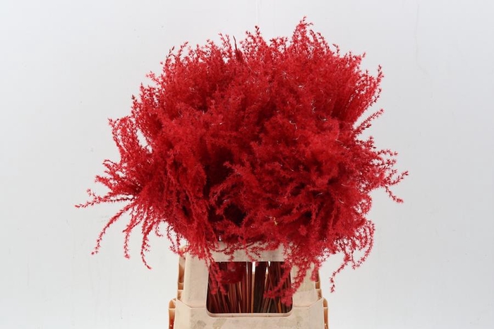 <h4>Dried Stippa Feather Red</h4>