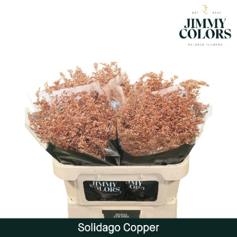 <h4>Solidago paint copper</h4>
