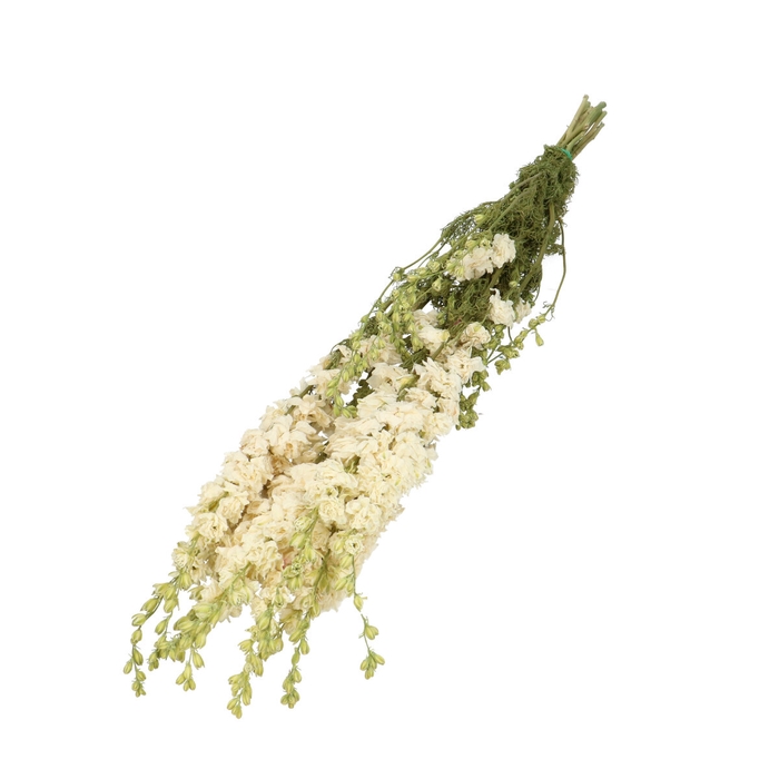 <h4>Dried flowers Delphinium 60cm</h4>