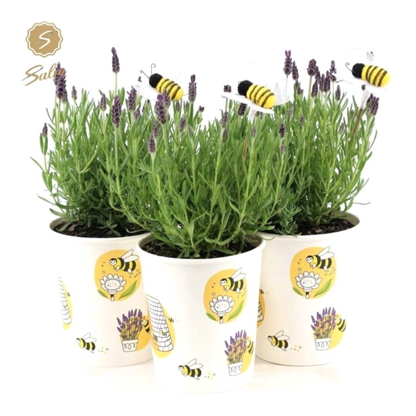 <h4>Lavandula st. 'Anouk'® Collection P12 in Cup Bee + Bee</h4>