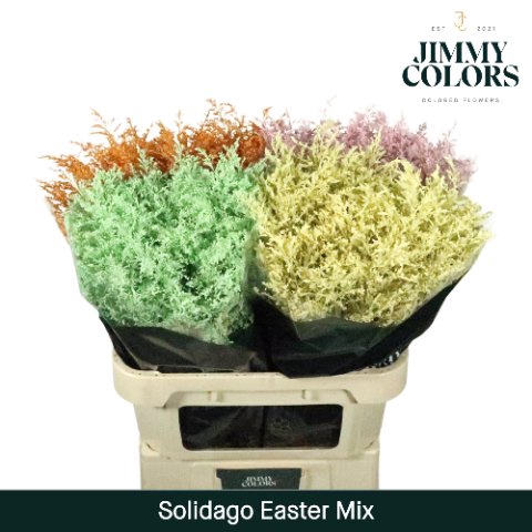 <h4>Solidago paint mix easter</h4>