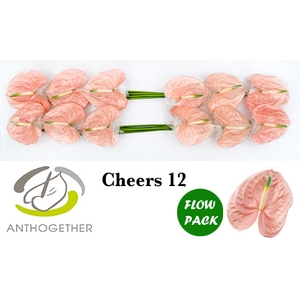 ANTH A CHEERS 12 Flow Pack