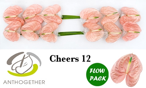 <h4>ANTH A CHEERS 12 Flow Pack</h4>