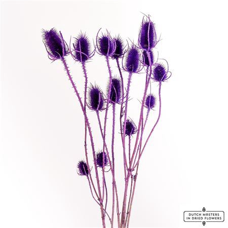 <h4>Dried Cardistella Purple Bunch</h4>