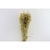 Dried Avena Gold Bunch
