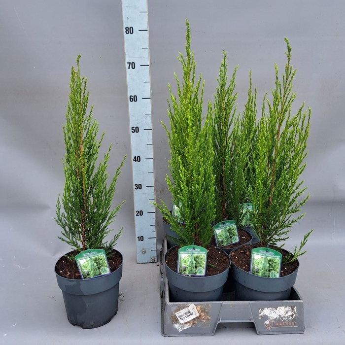 <h4>Juniperus scopulorum Blue Arrow</h4>