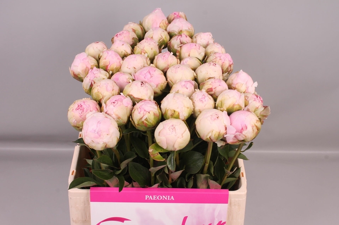 <h4>Paeonia Pillow Talk | Heavy Quality</h4>