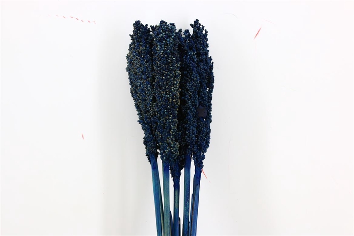 <h4>Dried Sorghum 6pc Dark Blue Bunch</h4>