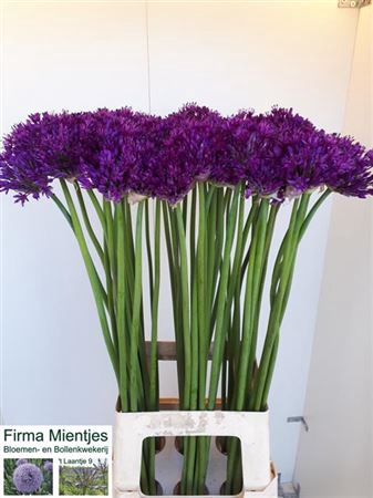 <h4>Allium Purple Sens</h4>