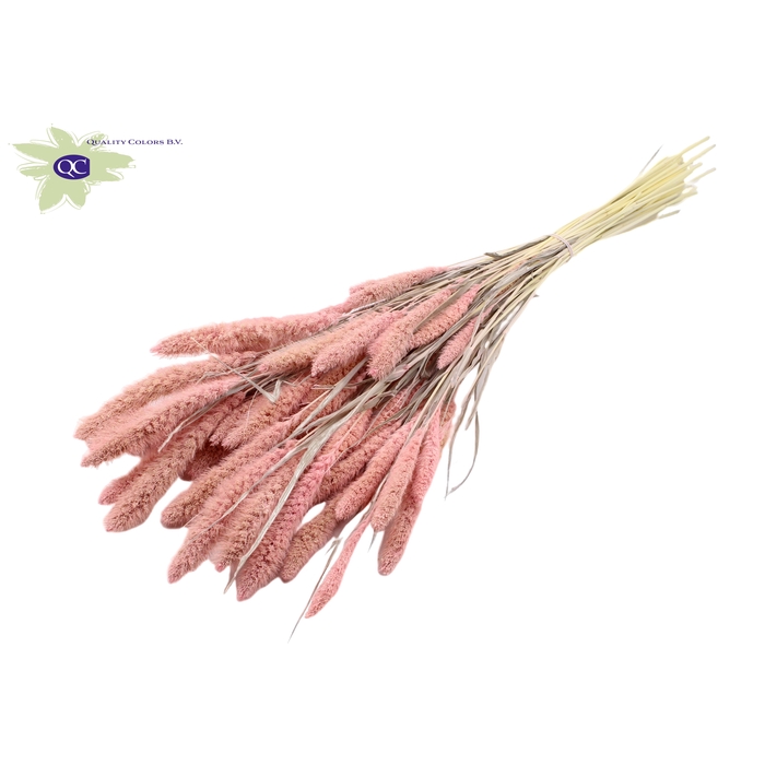 <h4>Setaria per bunch Intense Frosted Pink</h4>