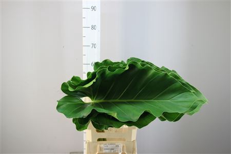 <h4>Philodendron Rambo</h4>