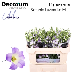 Lisianthus Botanic lavender mist 75cm
