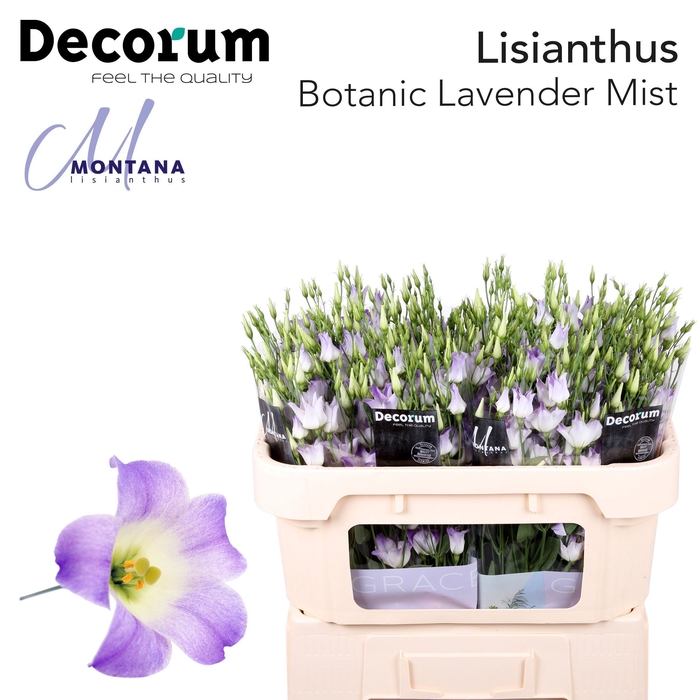 <h4>Lisianthus Botanic lavender mist 75cm</h4>