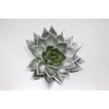Echeveria Agavoides Paint Silver Cutflower Wincx-10cm