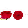 Rose Eternelles Magna Rouge Gros Bouton 9-10cm