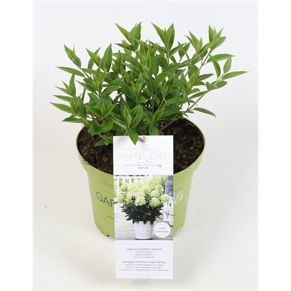 <h4>Hydrangea Paniculata (Gardenlight) 'Whitelight' 19 cm</h4>