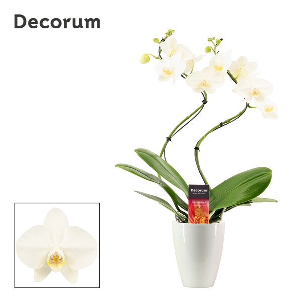 <h4>Phalaenopsis hurricane wit in Carly wit (Deco-collection)</h4>