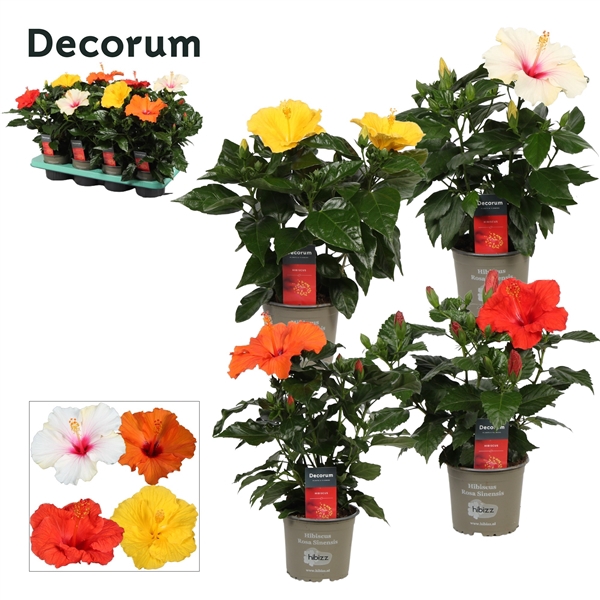 <h4>Decorum Hibiscus mixtray 13 cm 4 soorten</h4>