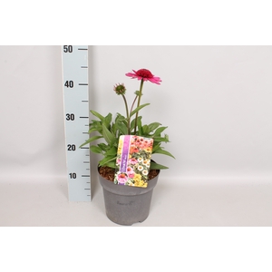 vaste planten 19 cm Echinacea Delicious Candy 