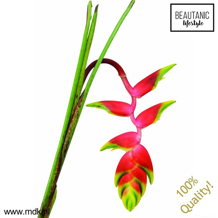 <h4>Heliconia rostrata</h4>