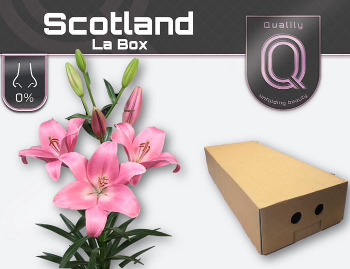 <h4>LI LA SCOTLAND LA BOX 4+</h4>