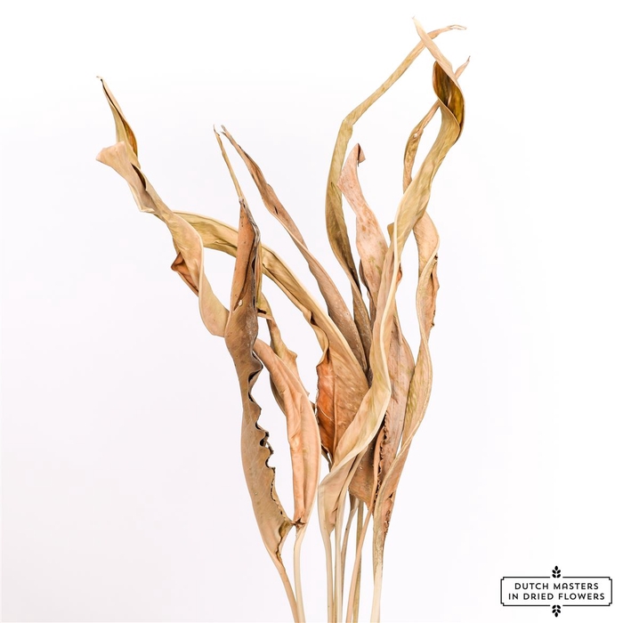 <h4>Dried Strelitziablad Natural P. Stem</h4>