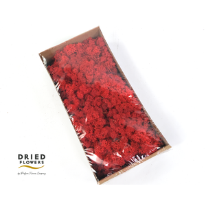 Dried Reindeer Moss Red