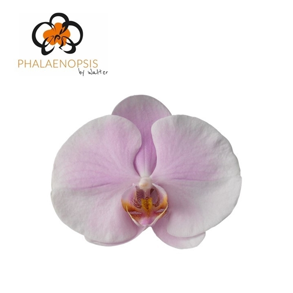 <h4>Phalaenopsis tikal (per flower)</h4>