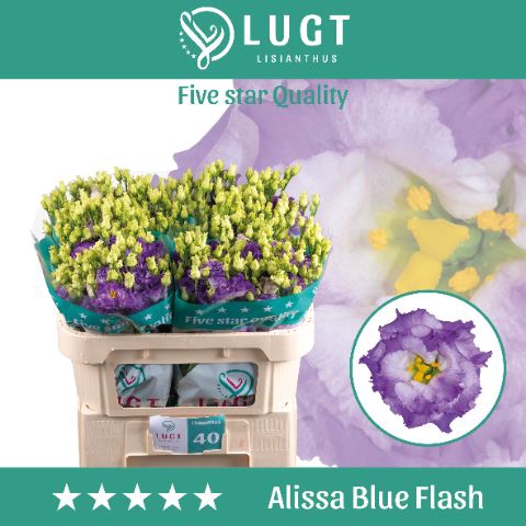 <h4>Lis G Alissa Blue Flash</h4>