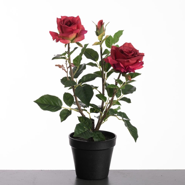 <h4>Af Rosa In Pot H40cm Red</h4>