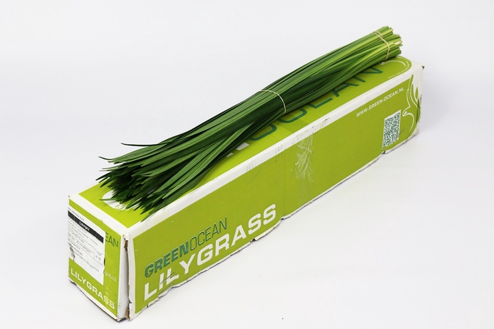 <h4>Lily grass Extra</h4>