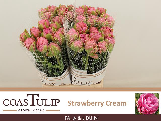 <h4>Tulipa do strawberry cream</h4>
