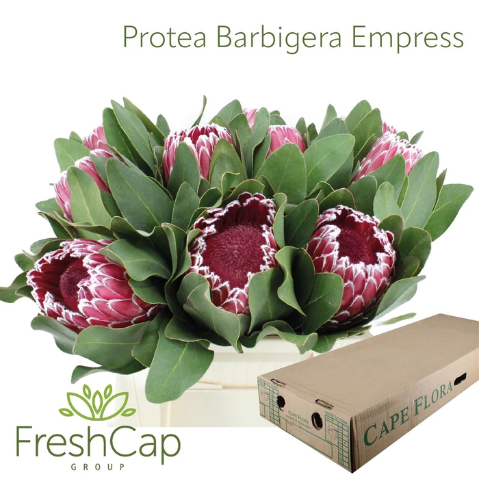 <h4>Protea Barbigera Empress</h4>